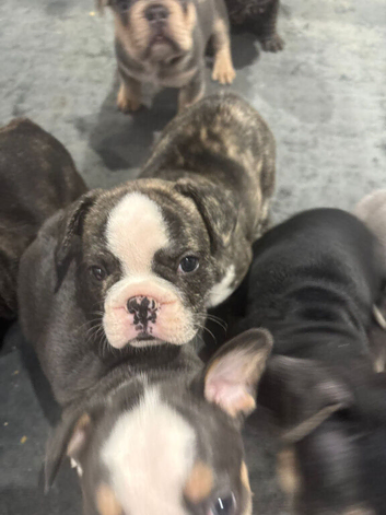 Gorgeous French Bulldog Puppies availablle