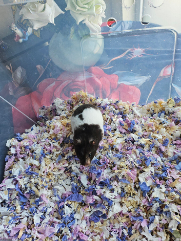 3 Baby Syrian Hamsters(Litter One)