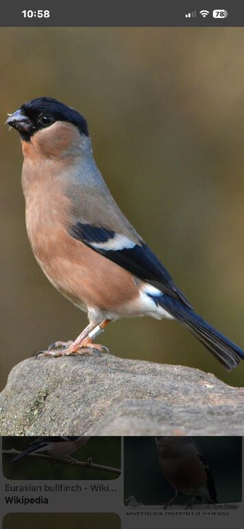 Native British bullfinch hen
