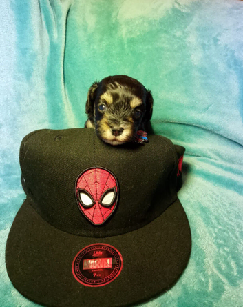 Maltipoo puppies