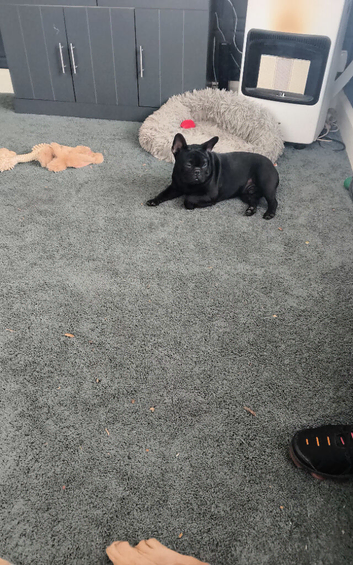 Male french bulldog