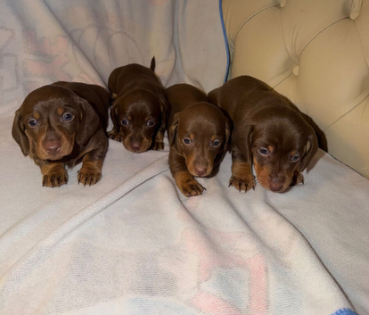 Puppys