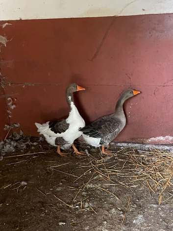 Pair of west of England geese