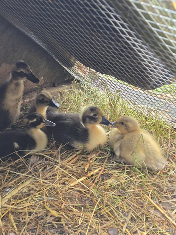 5 unsexed runner ducklings for sale