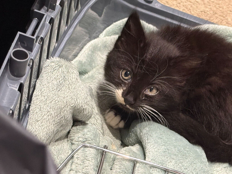 Kitten
