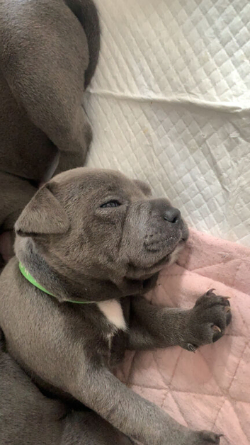 Blue staffy pups