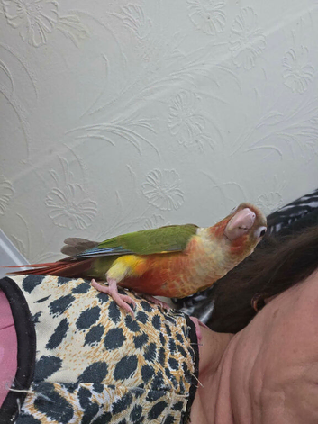 Handreared conures