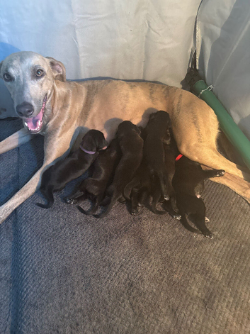 Lurcher pups for sale collie greyhound whippet greyhound