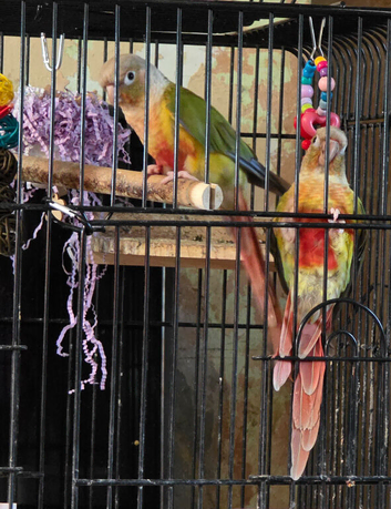 Beautiful Pineapple Conures