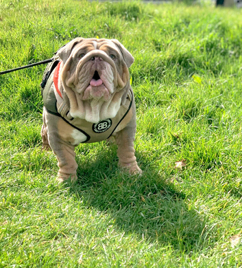 English Bulldog Male & Female