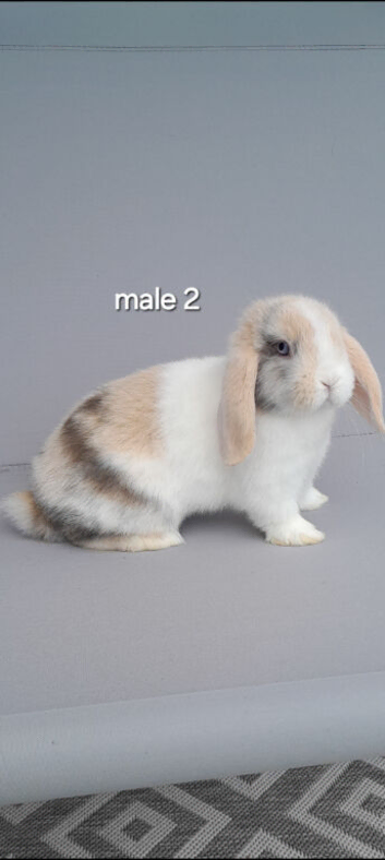 Mini lop rabbits ready now