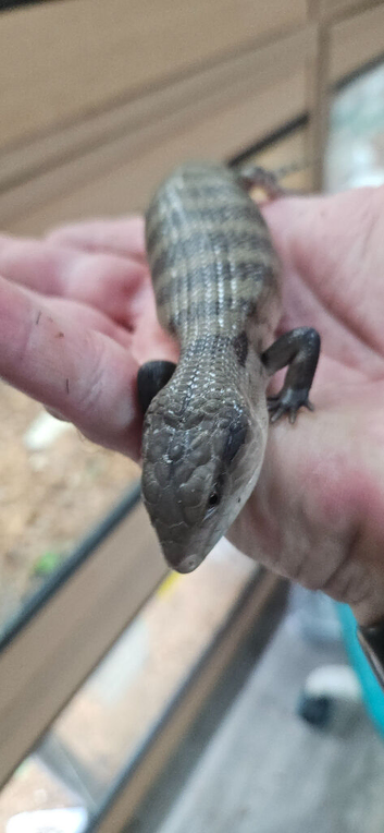 Baby blue tongue skinks for sale