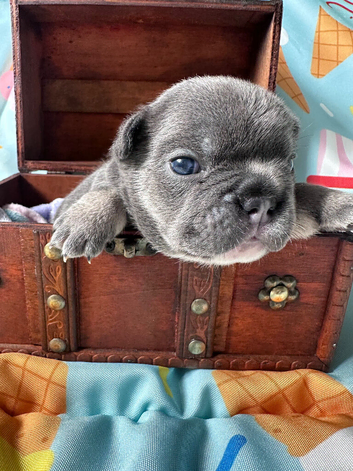 Blue french bull dog pups