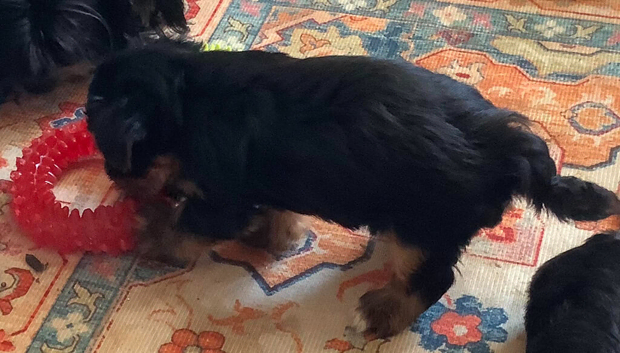 Beautiful 2 boys Yorkshire terrier