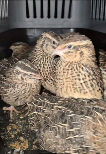 Japanese and Italian coturnix quails