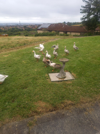 Emden Geese for sale