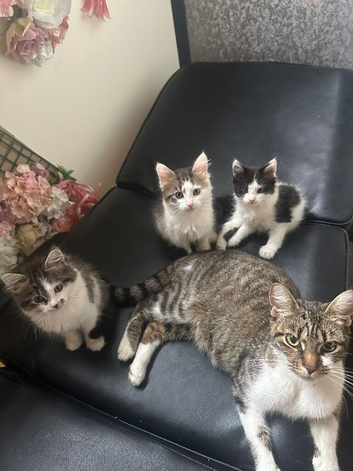 Kittens