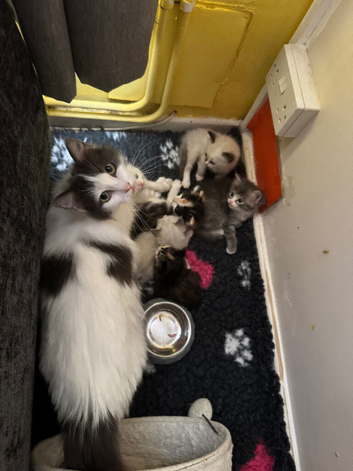 Ragdoll and cherubim pedigree kittens available