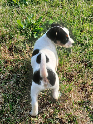 Jack Russell  puppies