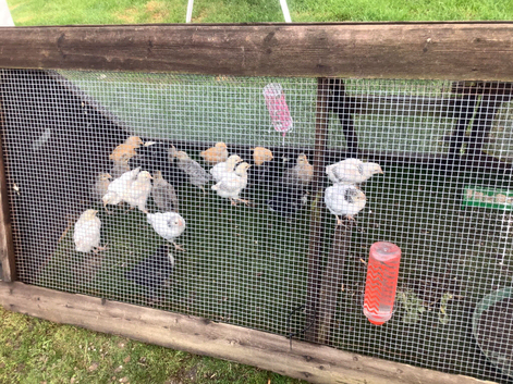 Legbar, Light Sussex, Buff Orpington, BCM chicks