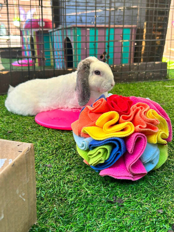 Plush mini lop