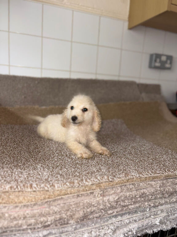 Cockerpoo