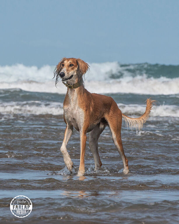 Male saluki