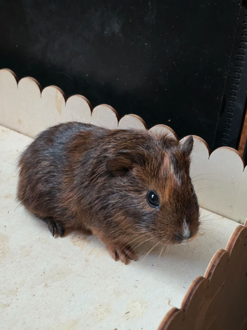 Brown boy and white/ brown guinea pig