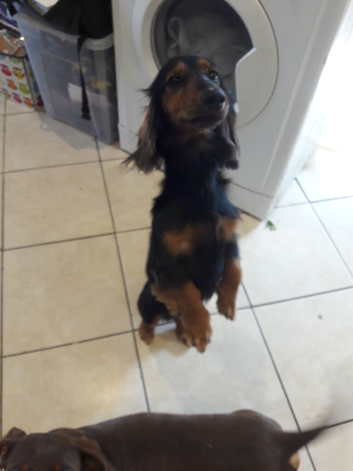 Miniature long haired dashound