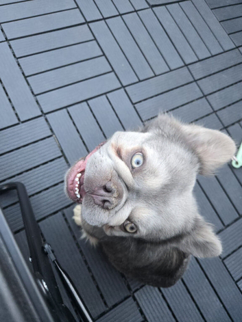 Fluffy frenchie for sale