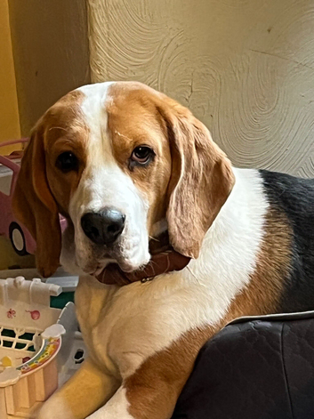 Male tri beagle for sale