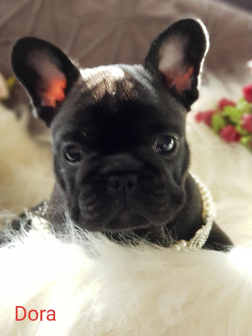 Female French Bulldog Puppies Available. Sired by International Champion Childe Harrold of Energy House