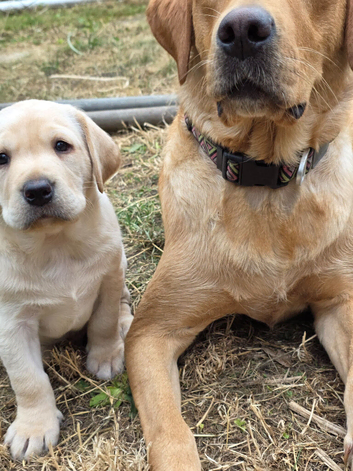 Milromali labradors bred for health and temperament