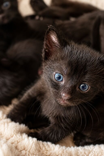 Black Tabby Kittens
