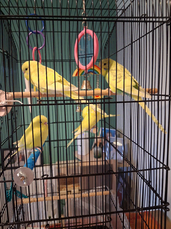 Budgies for sale