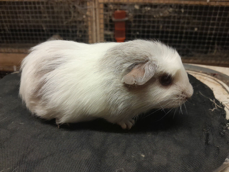 Baby guinea pigs availa&sup2;ble