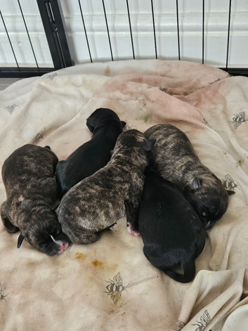 Staff x ridgeback pups