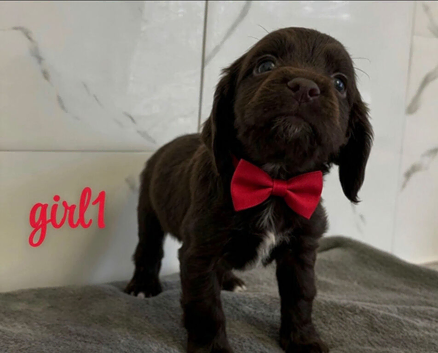 cocker spaniel puppies for sale