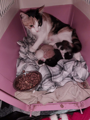 Beautiful kittens