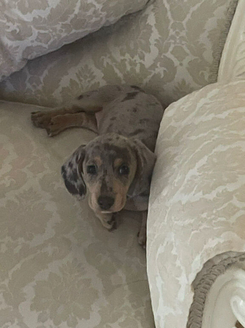 Dachshund female