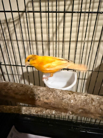 Canaries with cage