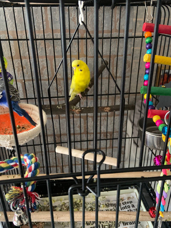 Paired budgies