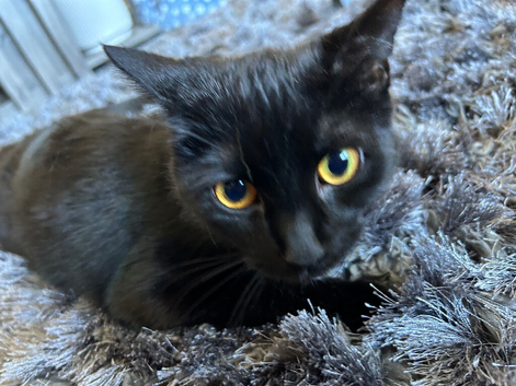 10 month old female black kitten