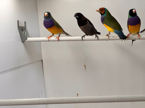Single Chocolate Bengalese Finch (Male)