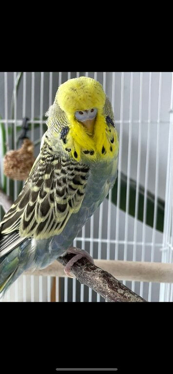 Lovely Female exhibition budgie