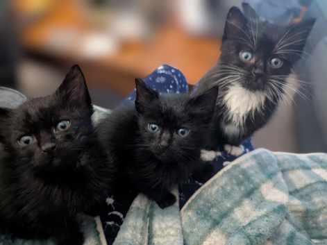 Fluffy kittens