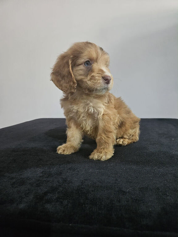Beautiful cockapoo puppies ready