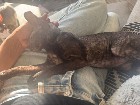 Tica champion Cornish Rex female