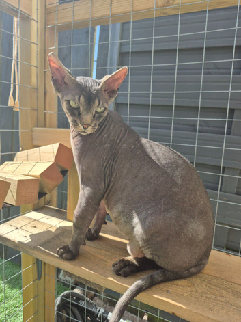 Tabby sphynx