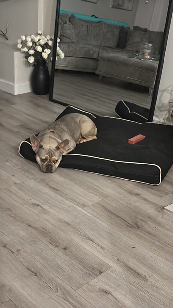 Beautiful 2 year old female French Bulldog for sale